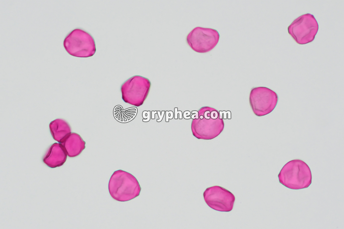 Pollen Bouleau x170 - gryphea.com